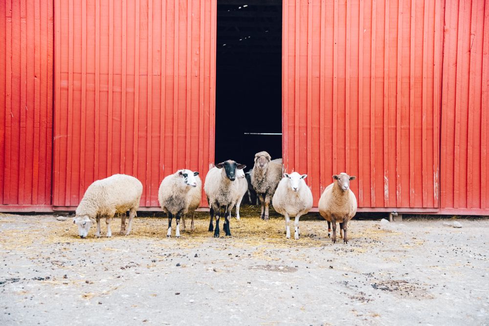 Sheep at Farm Sanctuary