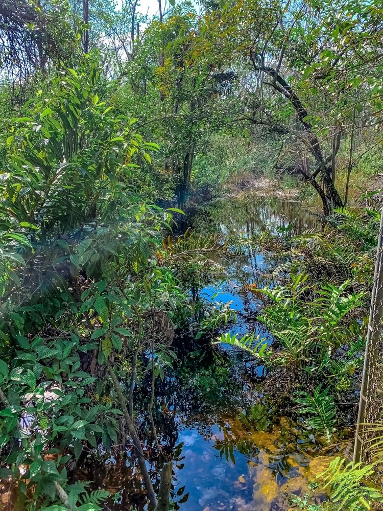 Marsh lands at Fern Forest Nature Center