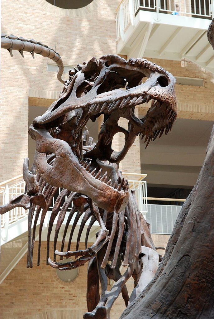 Skeleton of a dinosaur at Fernbank Museum