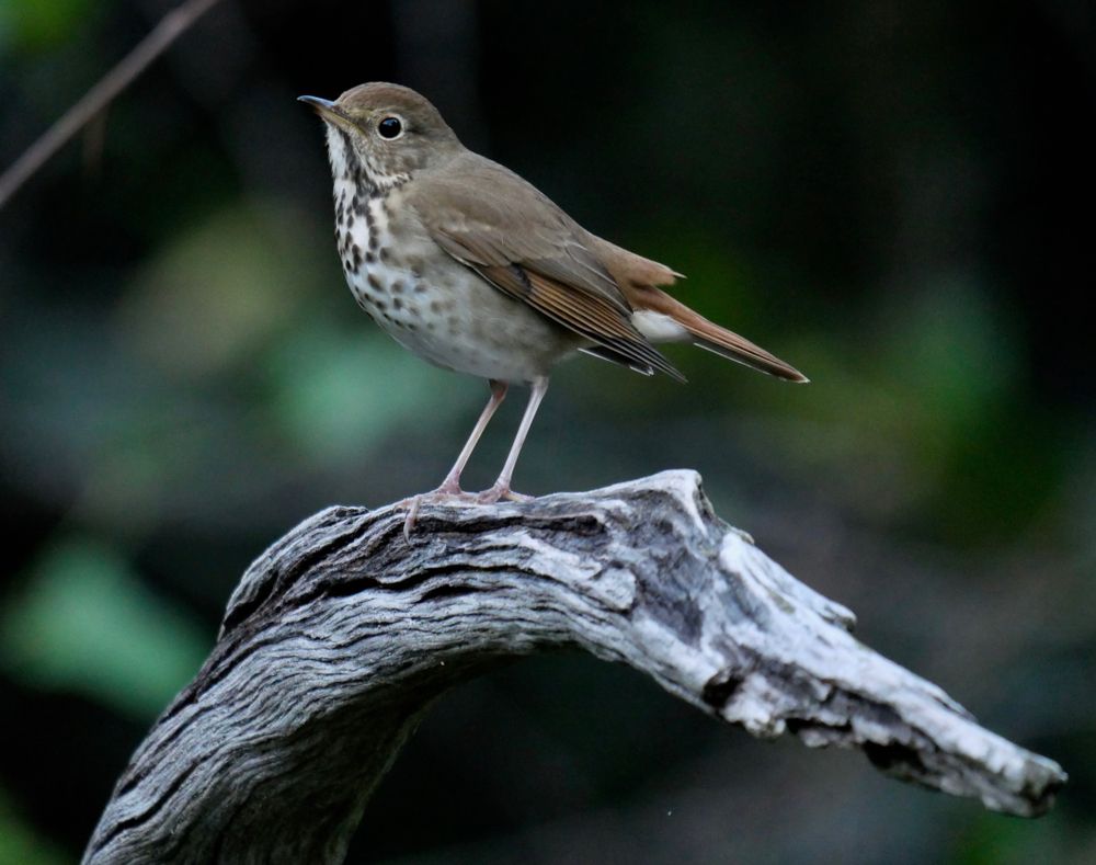 Pretty little bird at Ferndale Preserve