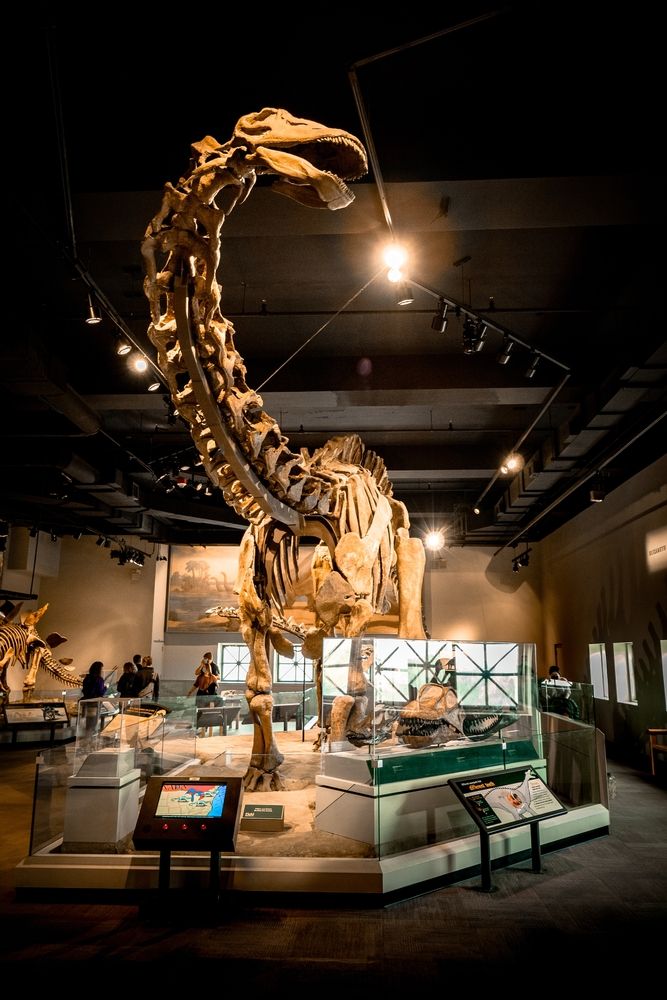 Exhibits at Field Museum of Natural History