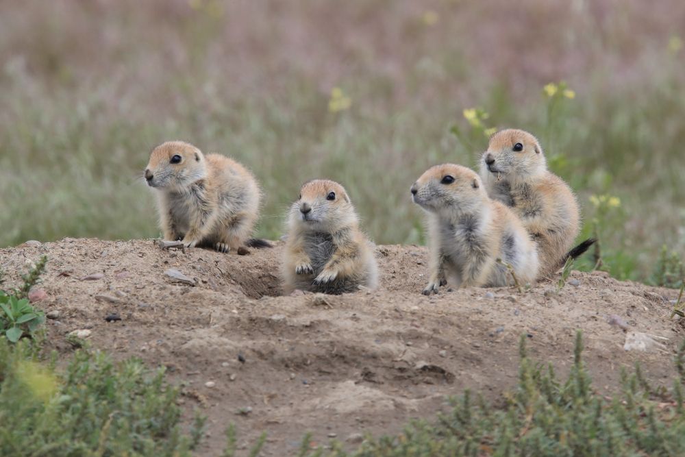Prairie dogs at First Peoples Buffalo Jump State Park