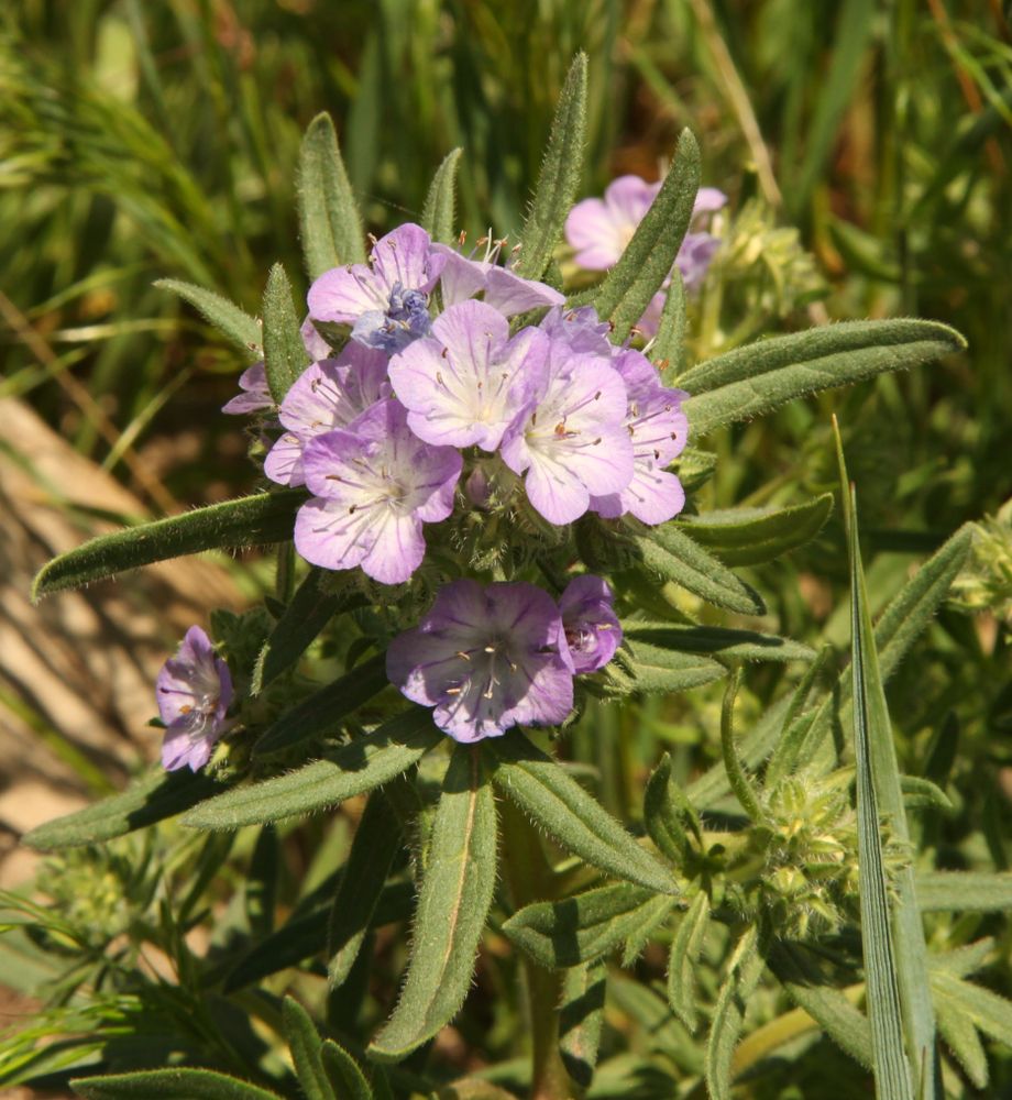 Wild purple colored flowers at First Peoples Buffalo Jump State Park