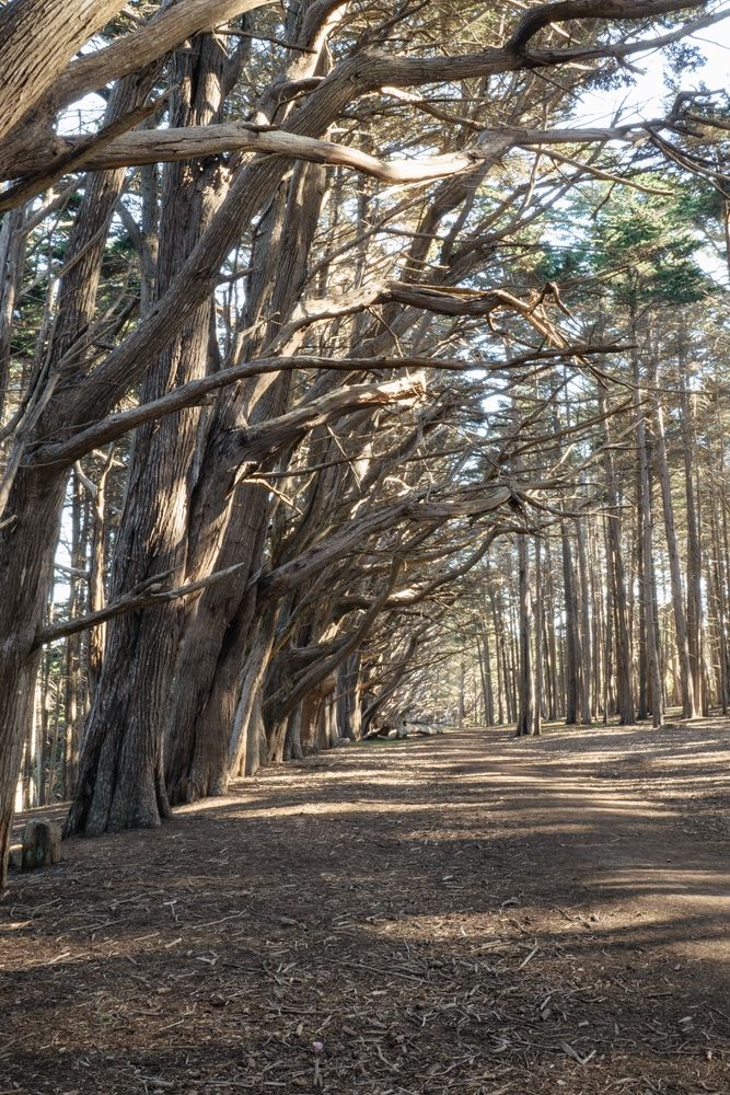 Tall leafless trees at Fitzgerald Marine Reserve