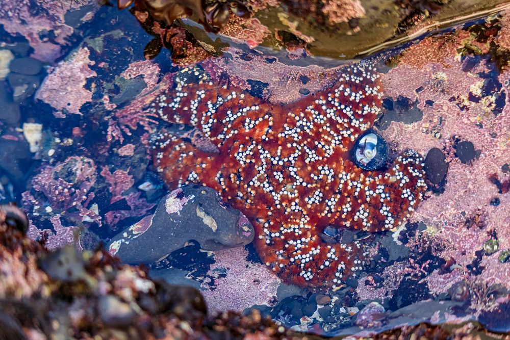 Star fish at Fitzgerald Marine Reserve