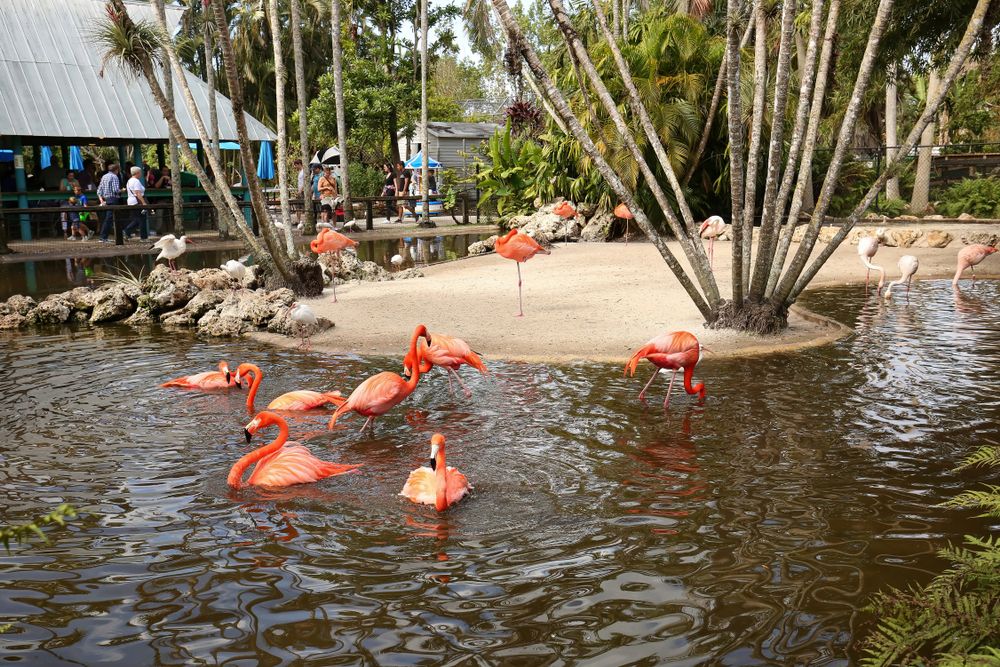 Flamingos swimming in Flamingo Gardens