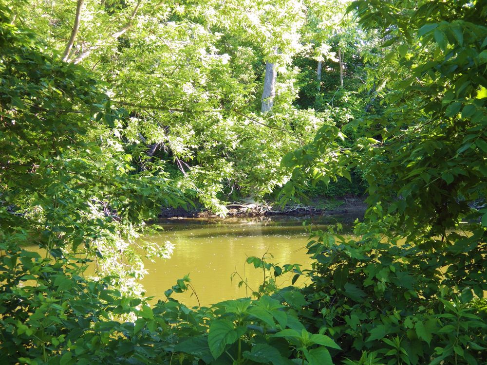 Trees surrounding the flint river