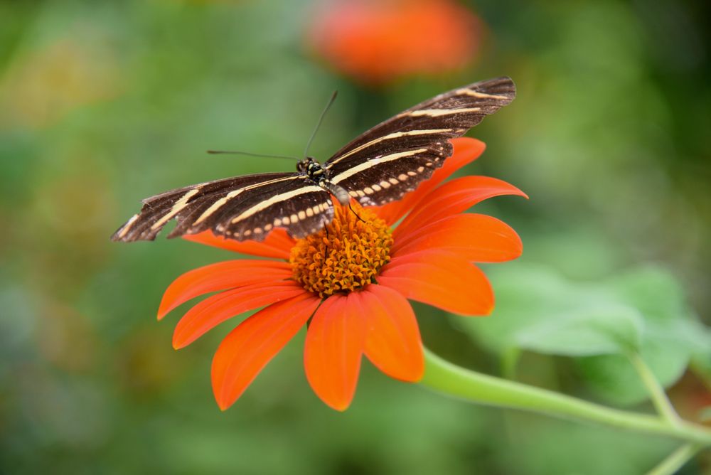 Beautiful butterfly sitting on a bright orange flower at Florida Museum of Natural History