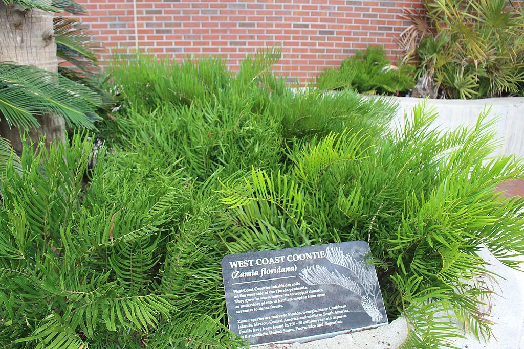 Plants at Florida Museum of Natural History