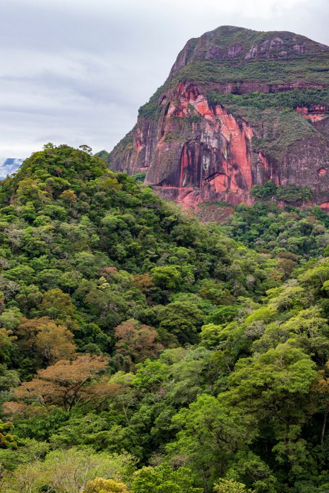 Forests of Amboró National Park