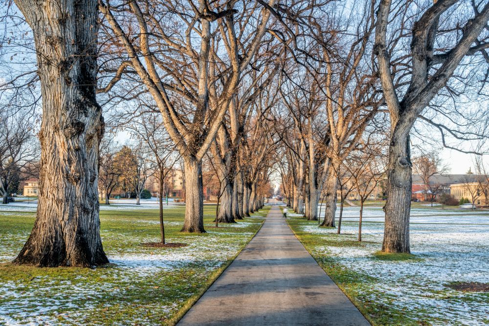 Perfectly lined trees at Fort Collins