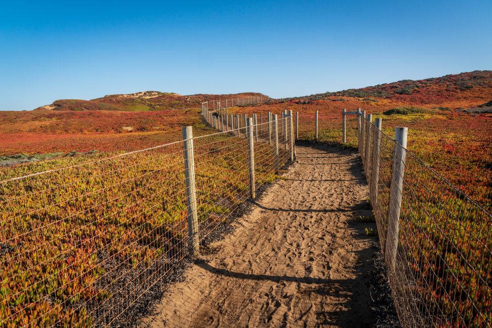 Narrow paved path at Fort Ord Dunes State Park