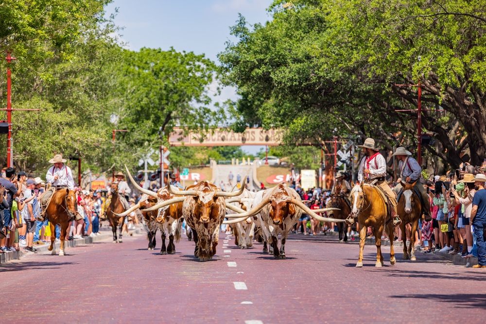 Cattle show at Fort Worth Stockyards