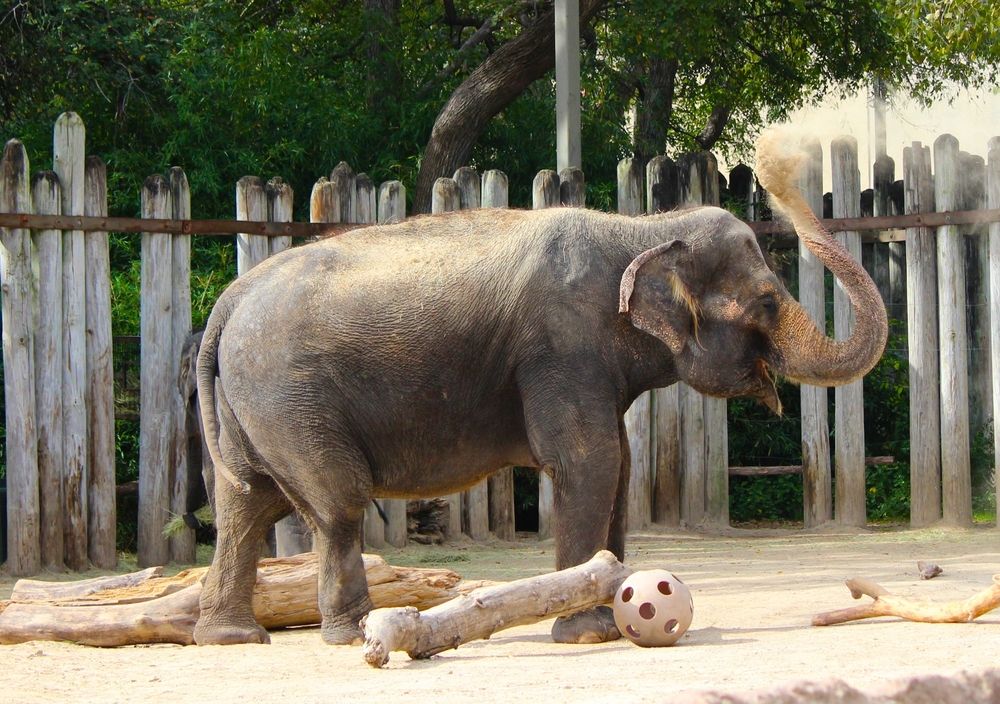 Elephant at Fort Worth Zoo
