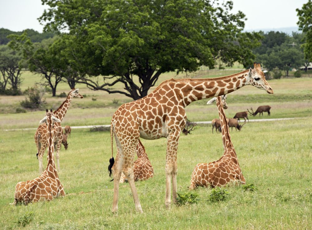 Giraffes at Fossil Rim Wildlife Center