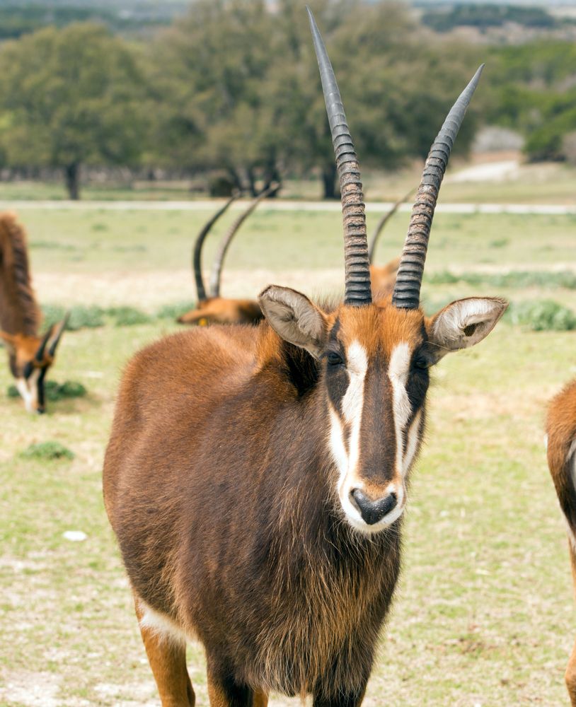 Antelope at Fossil Rim Wildlife Center
