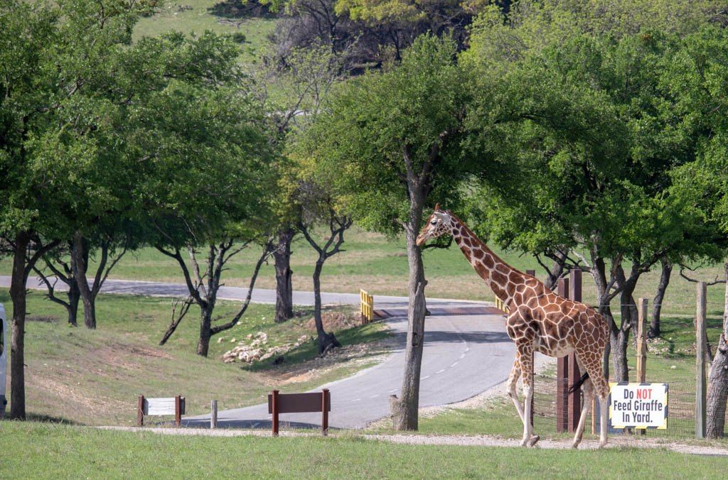 View of a giraffe in Fossil Rim Wildlife Center