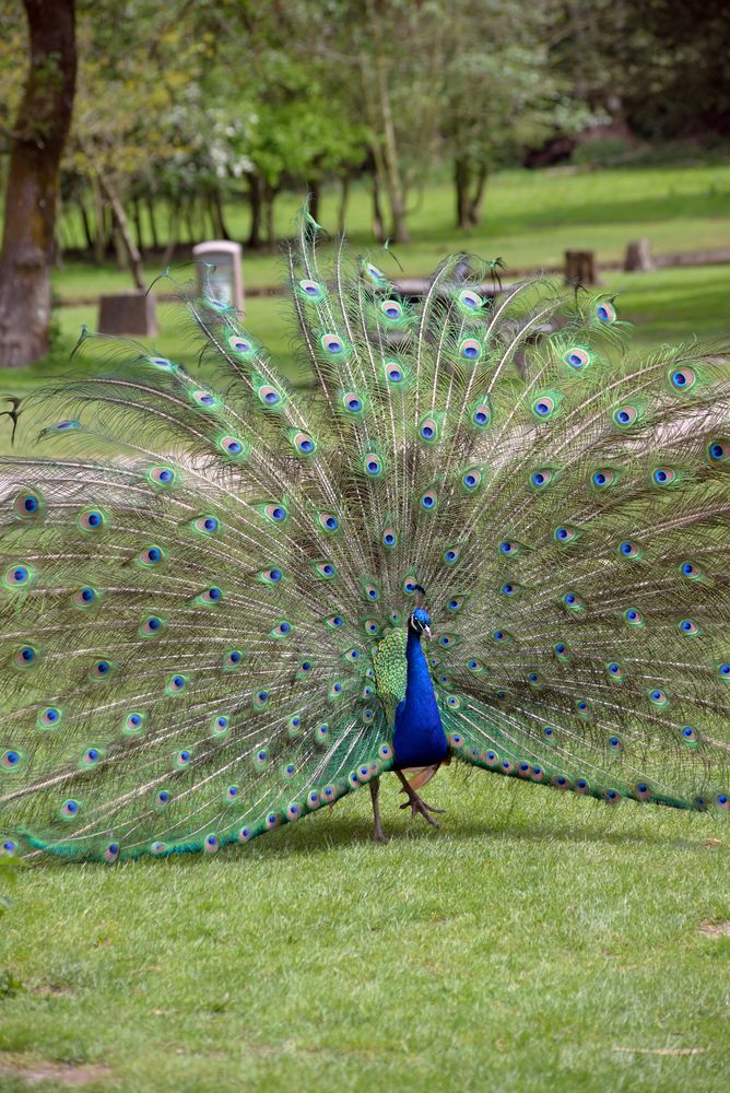 A prideful peacock with its wings fully spread at Fota Wildlife Park