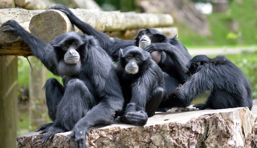Family of Siamang Gibbon at Fota Wildlife Park