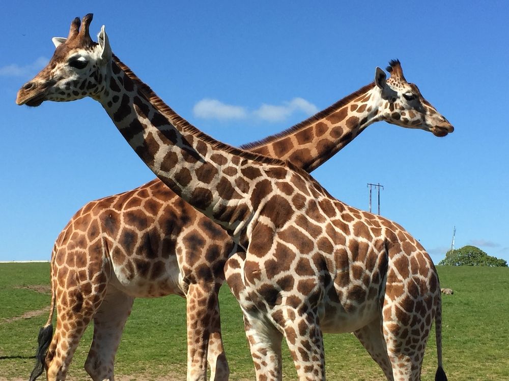 Giraffes in Fota wildlife park