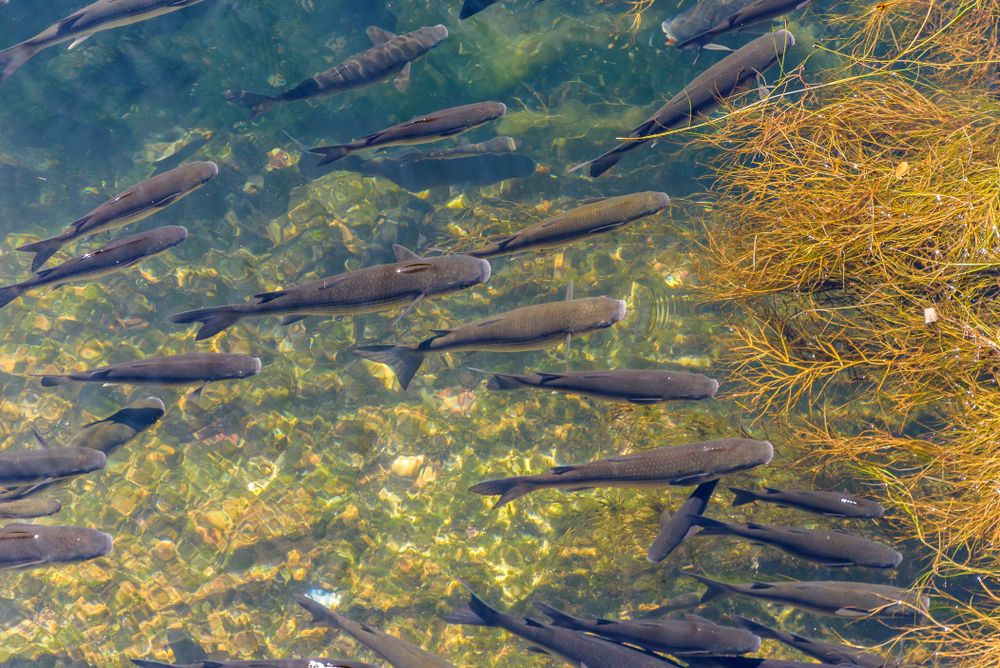 Fishes swimming in the Fountain of Arethusa