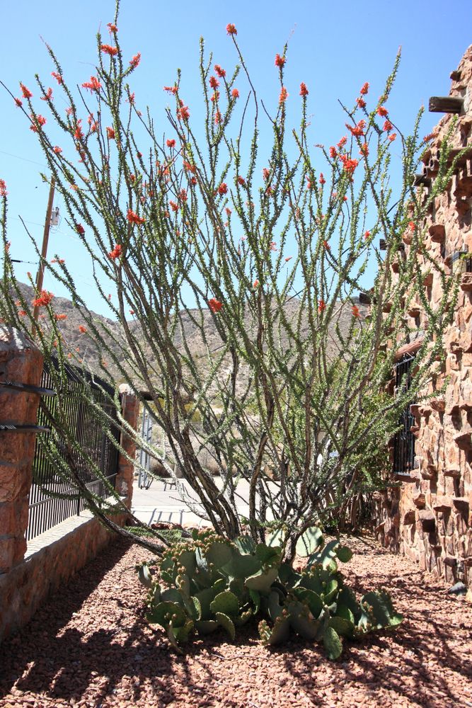 Plant at the Franklin Mountains State Park