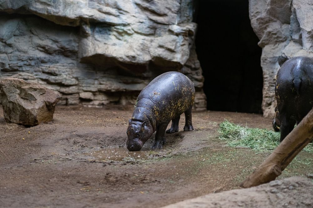 Muddy hippoporamus at Franklin Park Zoo