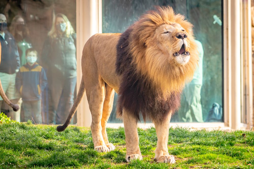Lion at Franklin Park Zoo