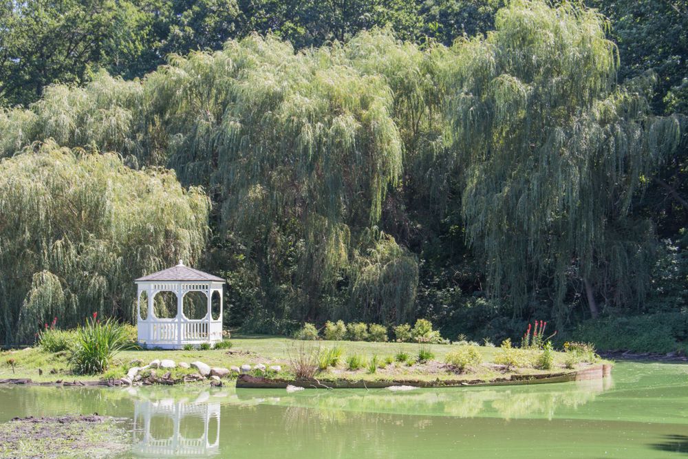 Gazebo at Friendship Botanic Gardens