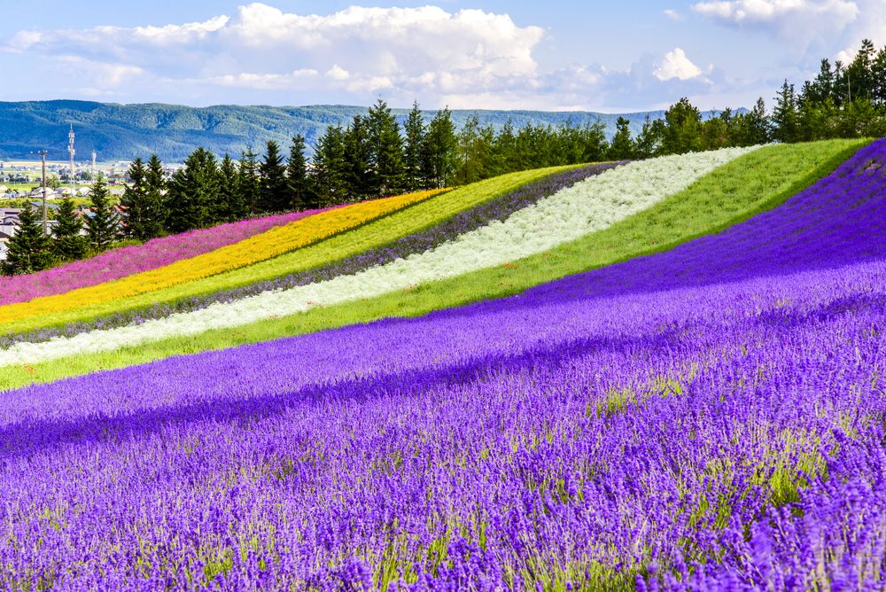 Furano Lavender Fields