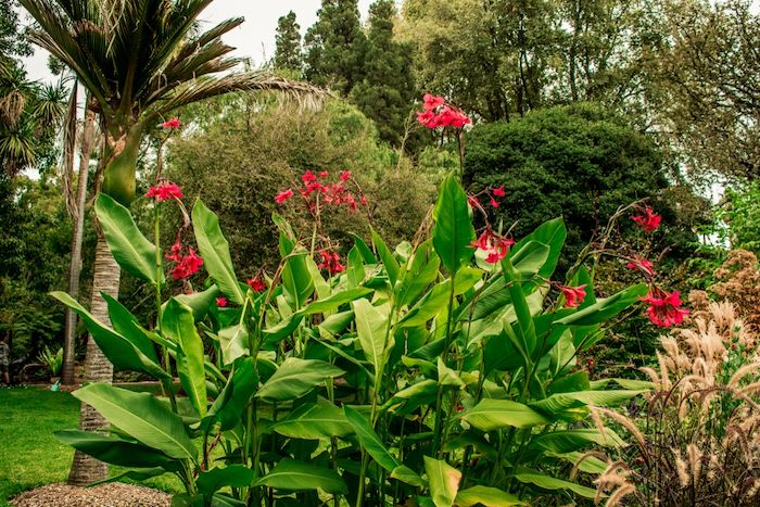Geelong Botanic Gardens