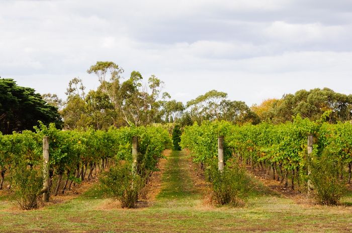 Geelong Wineries