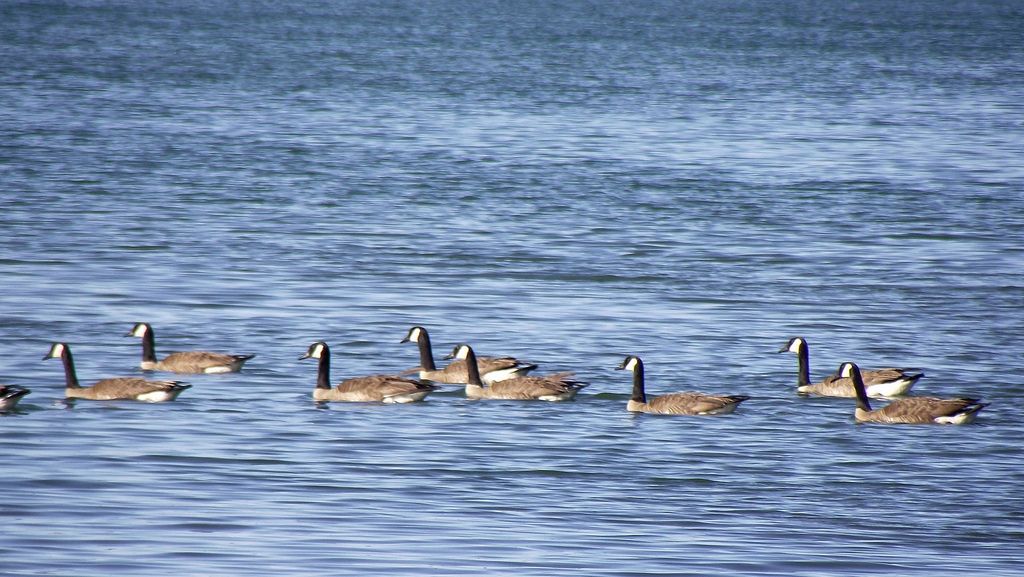 Geese in Lake Atlanta