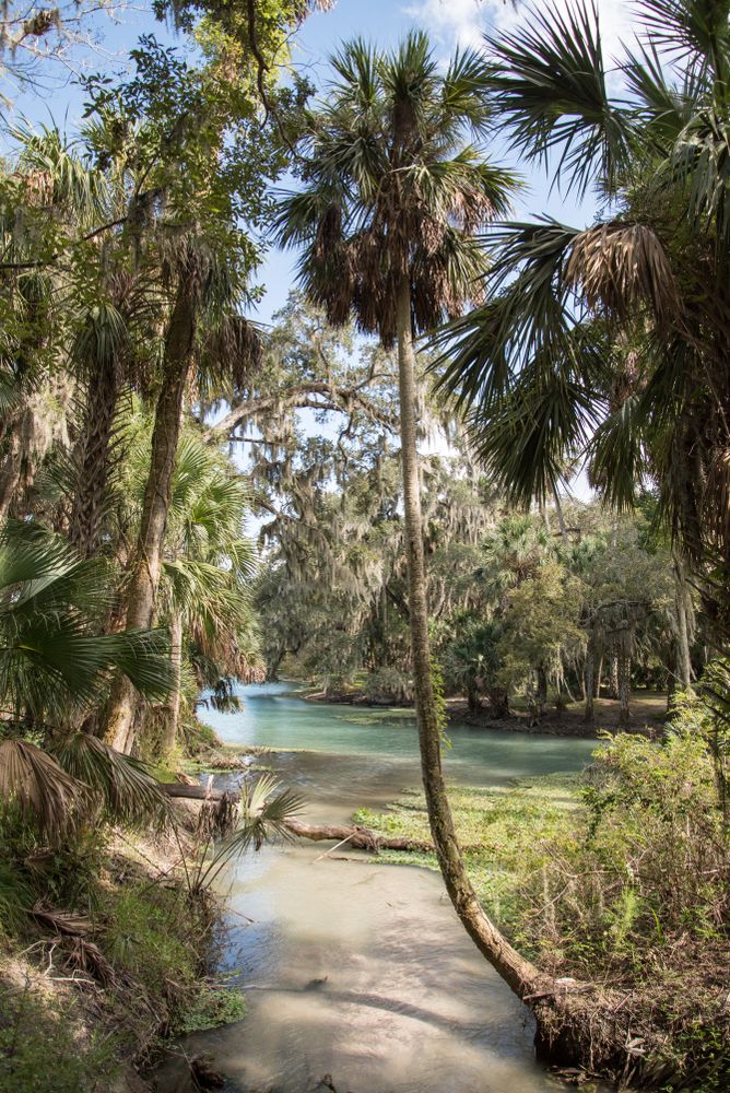 Coconut trees at Gemini Springs Park