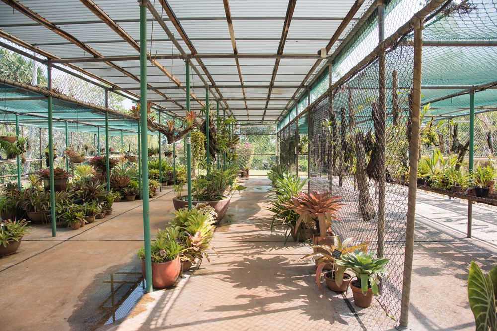 Greenhouse at George Brown Darwin Botanic Gardens