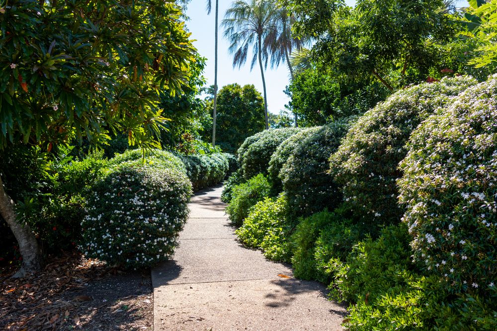 Narrow paved path with white flowering shrubs on both the sides at George Brown Darwin Botanic Gardens