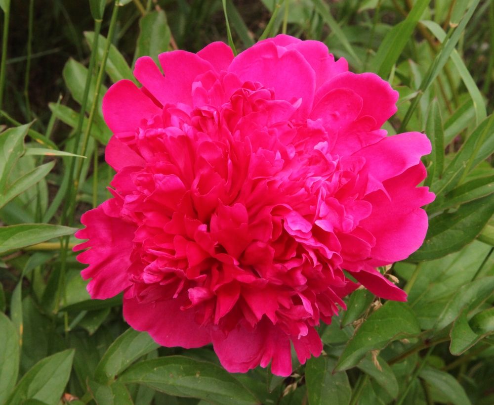 Pretty pink flower at Georgeson Botanical Garden