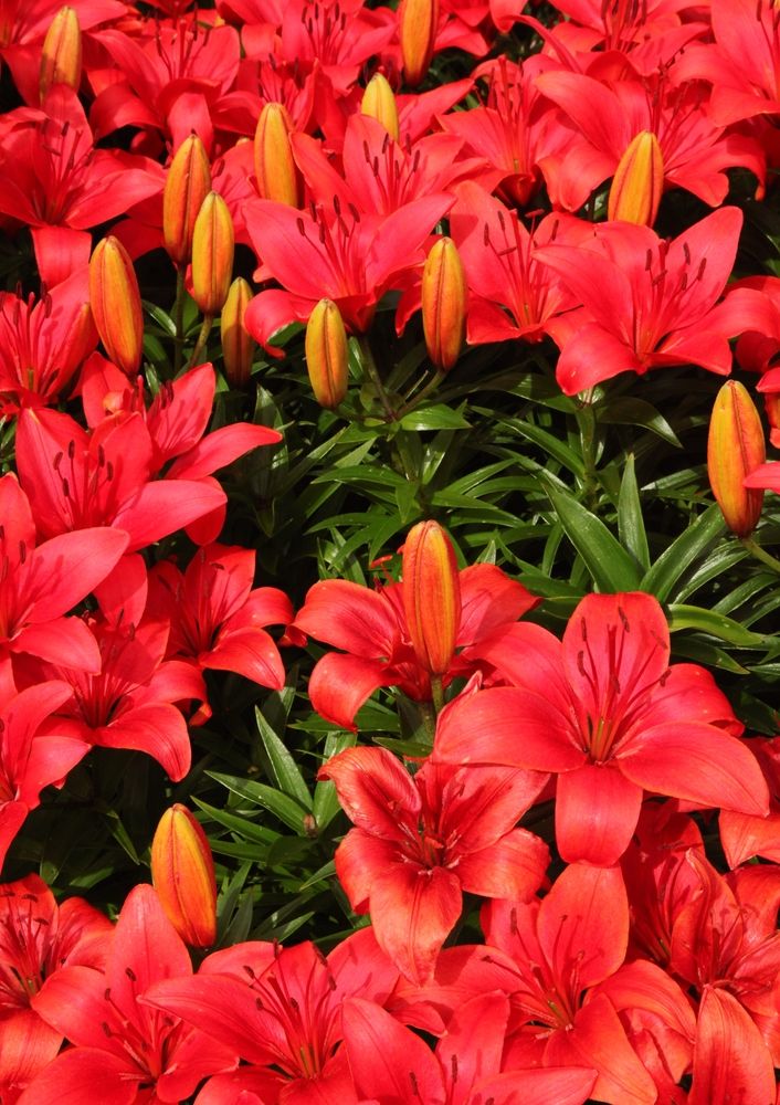 Vibrabt red flower at Georgeson Botanical Garden