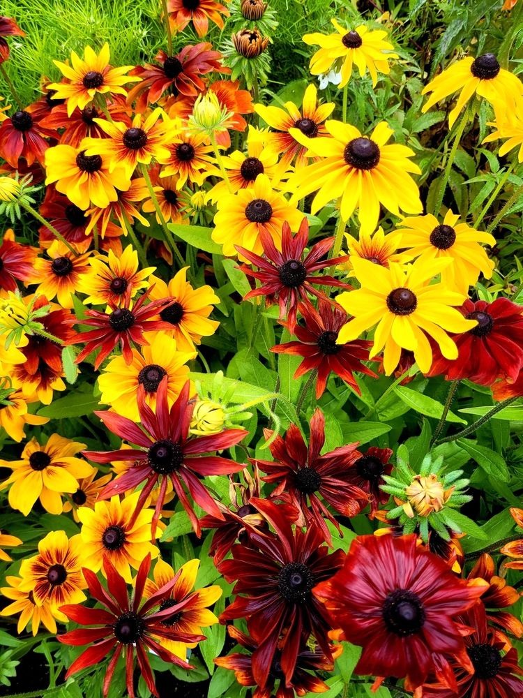Colorful flowers at Georgeson Botanical Garden