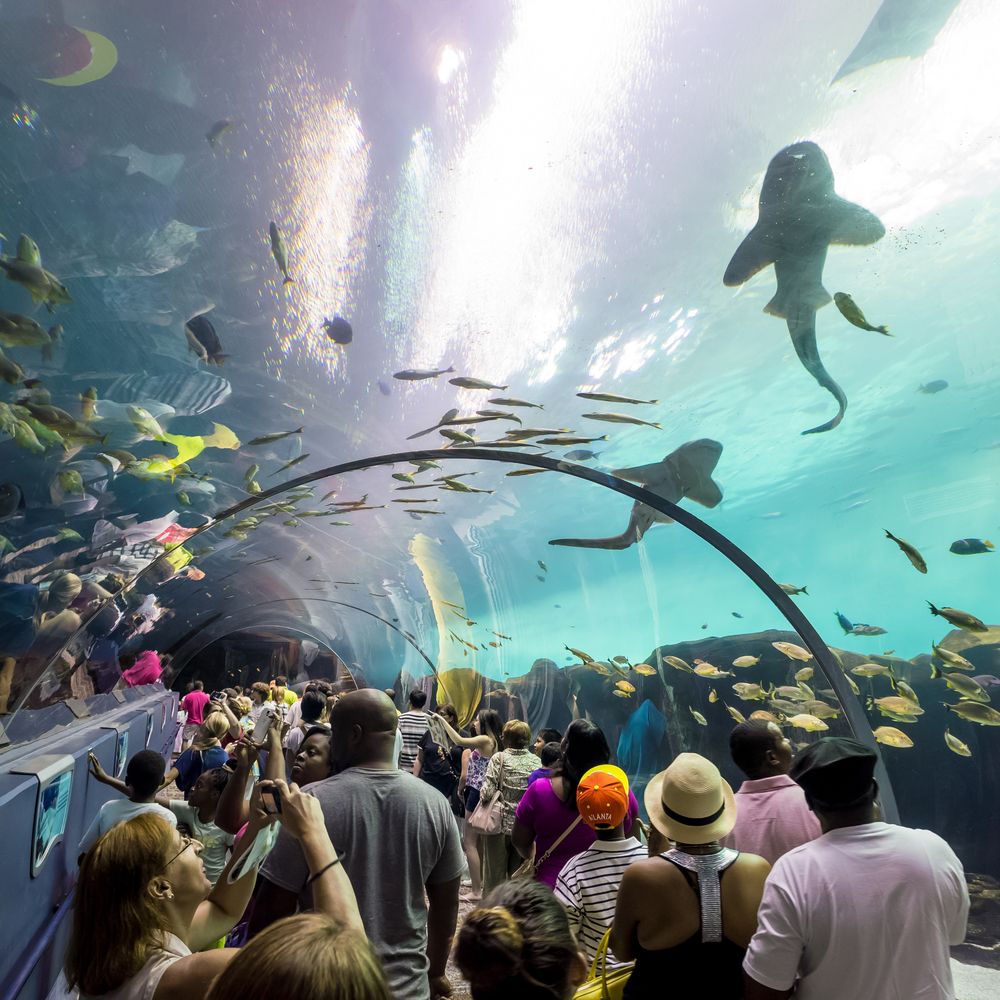 Visitors watching fish from the tunnel at Georgia Aquarium