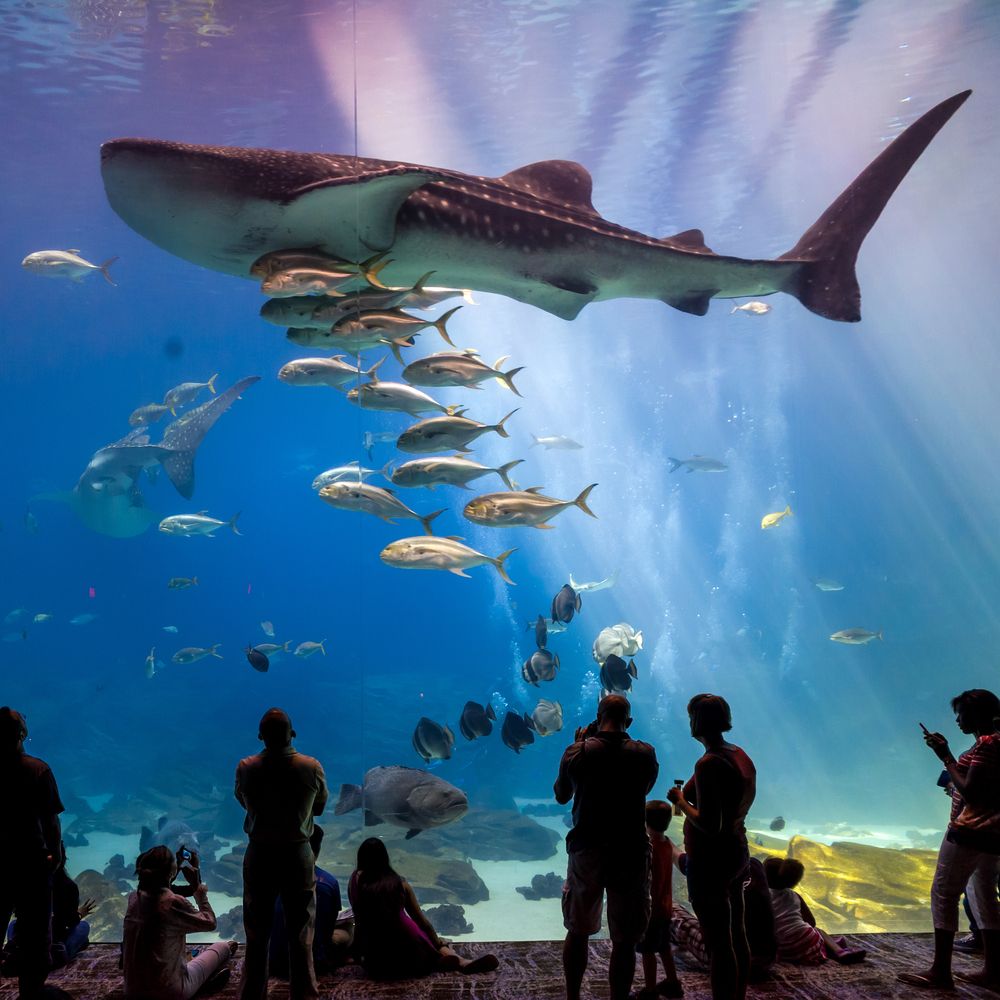 People watching huge fishes at Georgia Aquarium