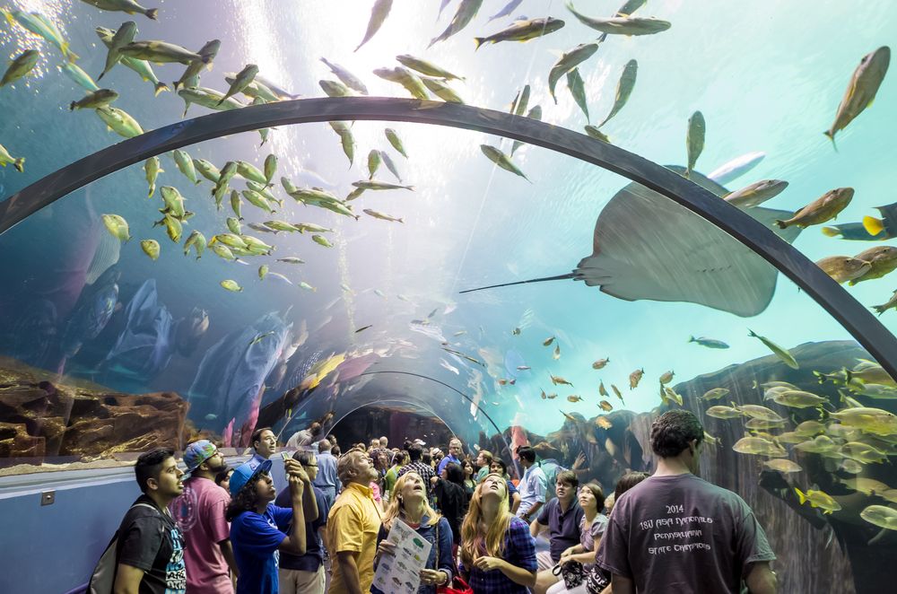 Underwater tunnel at Georgia Aquarium