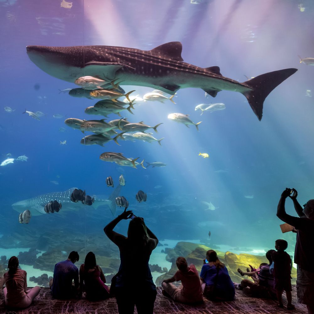 Visitors clicking pictures of the fishes at Georgia Aquarium