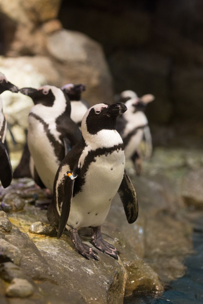 Penguins at Georgia Aquarium