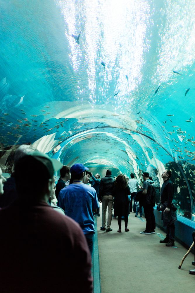 Tunnel at the Georgia Aquarium