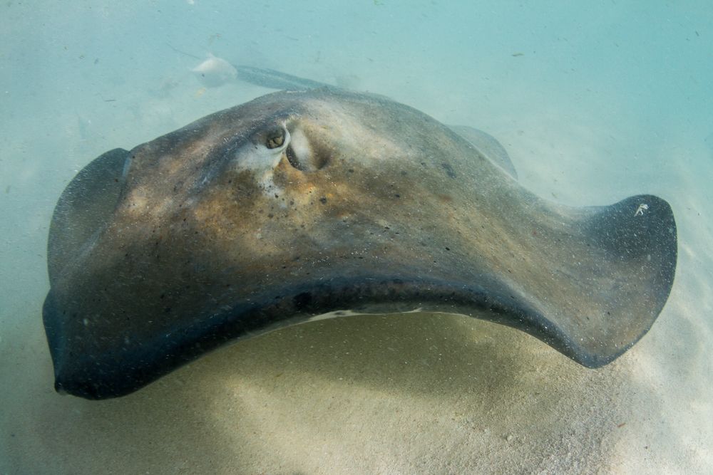 Stingray at Gibbs Cay