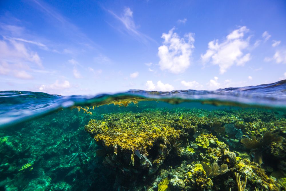 Underwater view of Gibbs Cay