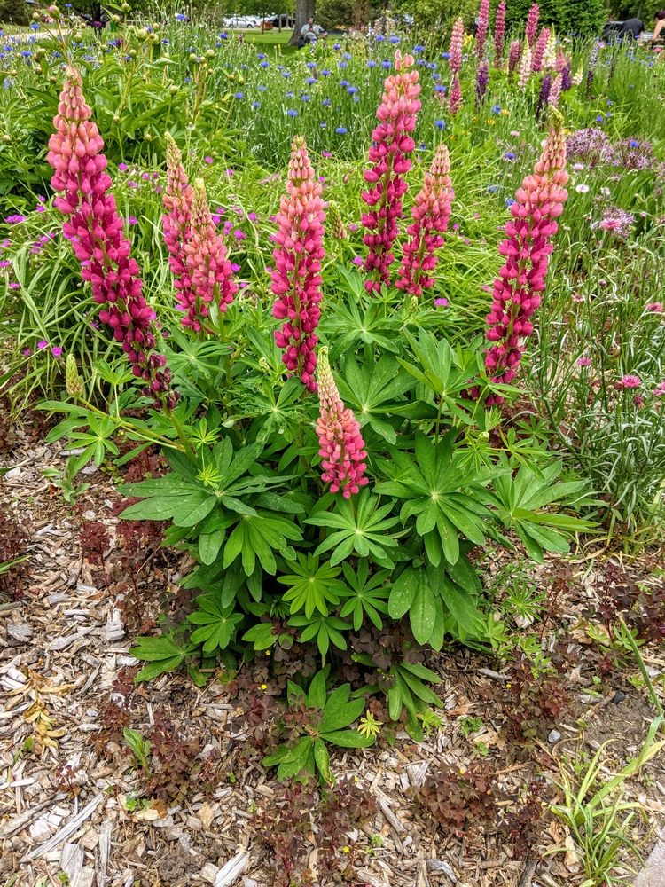 Flowers at Gibson Park