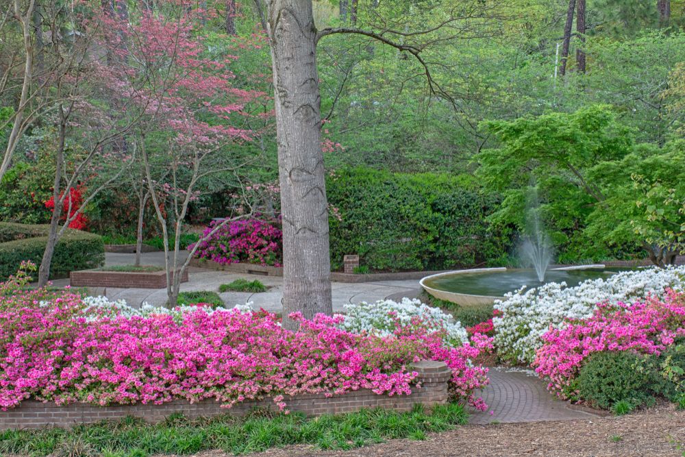 Pretty flowers of Glencairn gardens in Rock Hill