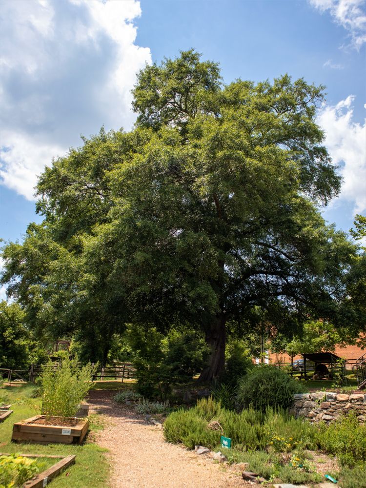A garden filled with green plants at Glendale Shoals Preserve